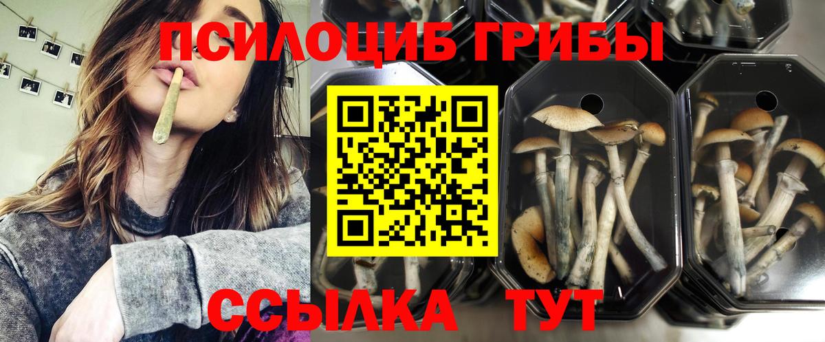 Псилоцибиновые грибы Psilocybe Хабаровск